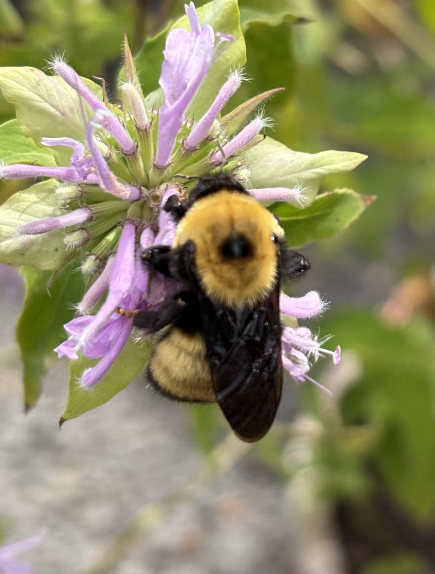 A bumblebee resting on a purple flower