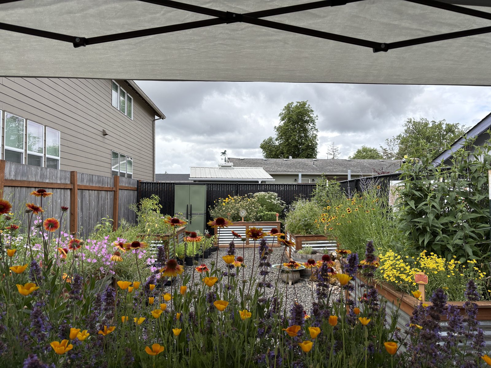 The 1st Street Pollinator Garden in midsummer bloom, poppies and lavender filling the raised beds