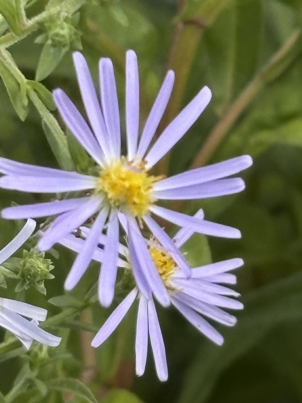 Pale purple aster blooms opening in the garden beds