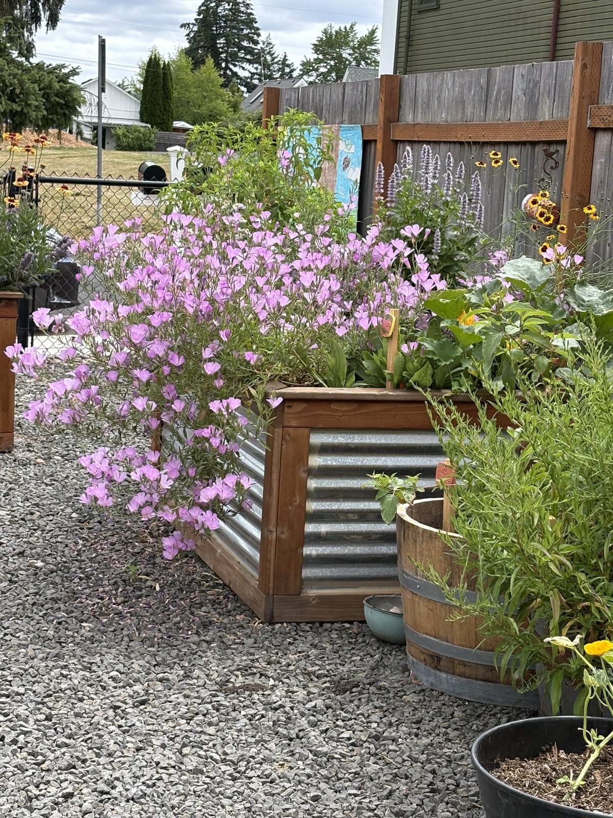Pollinator beds in full bloom at Beetopia