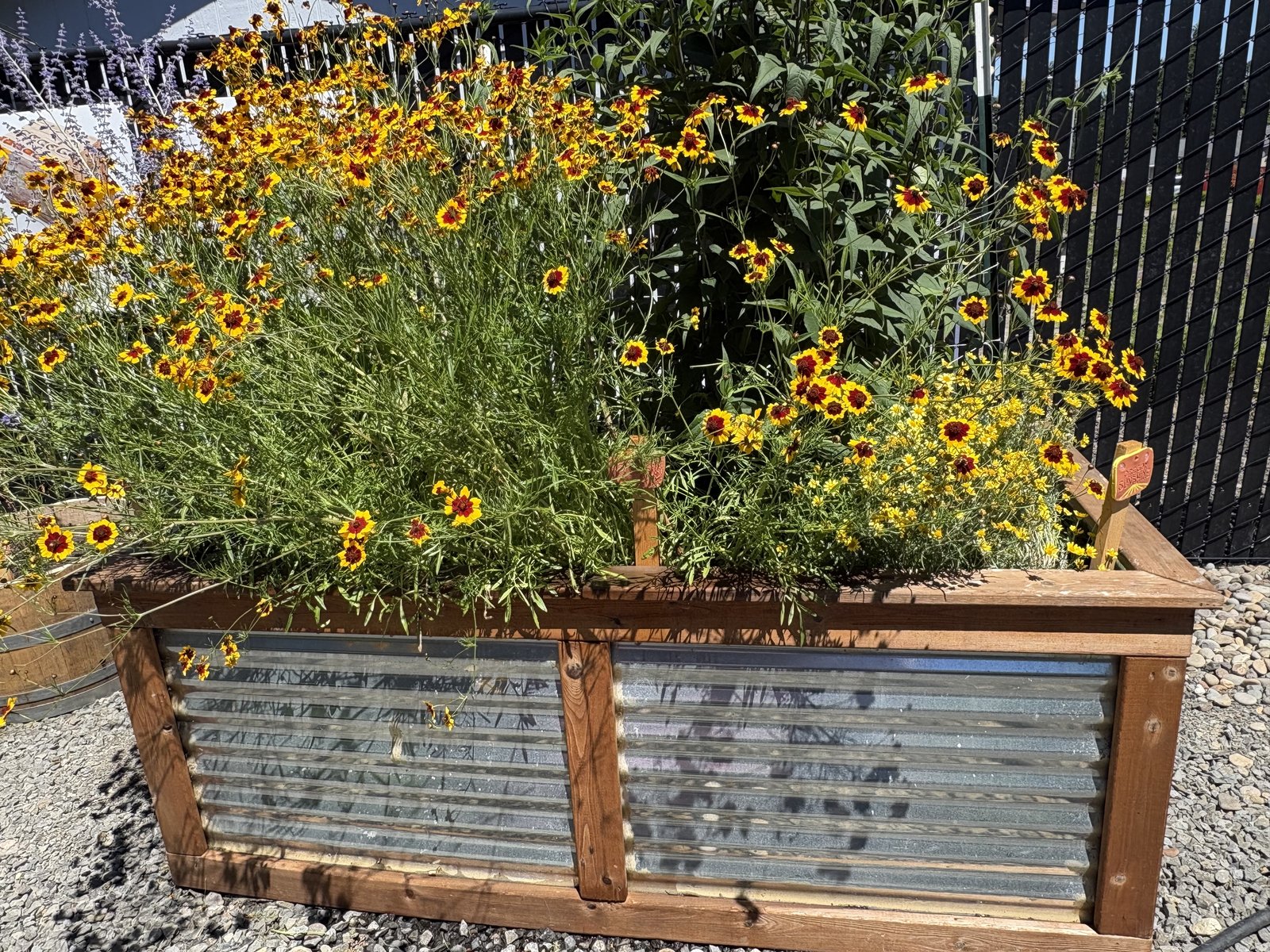Coreopsis and blanketflower spilling over the edge of a corrugated metal raised bed