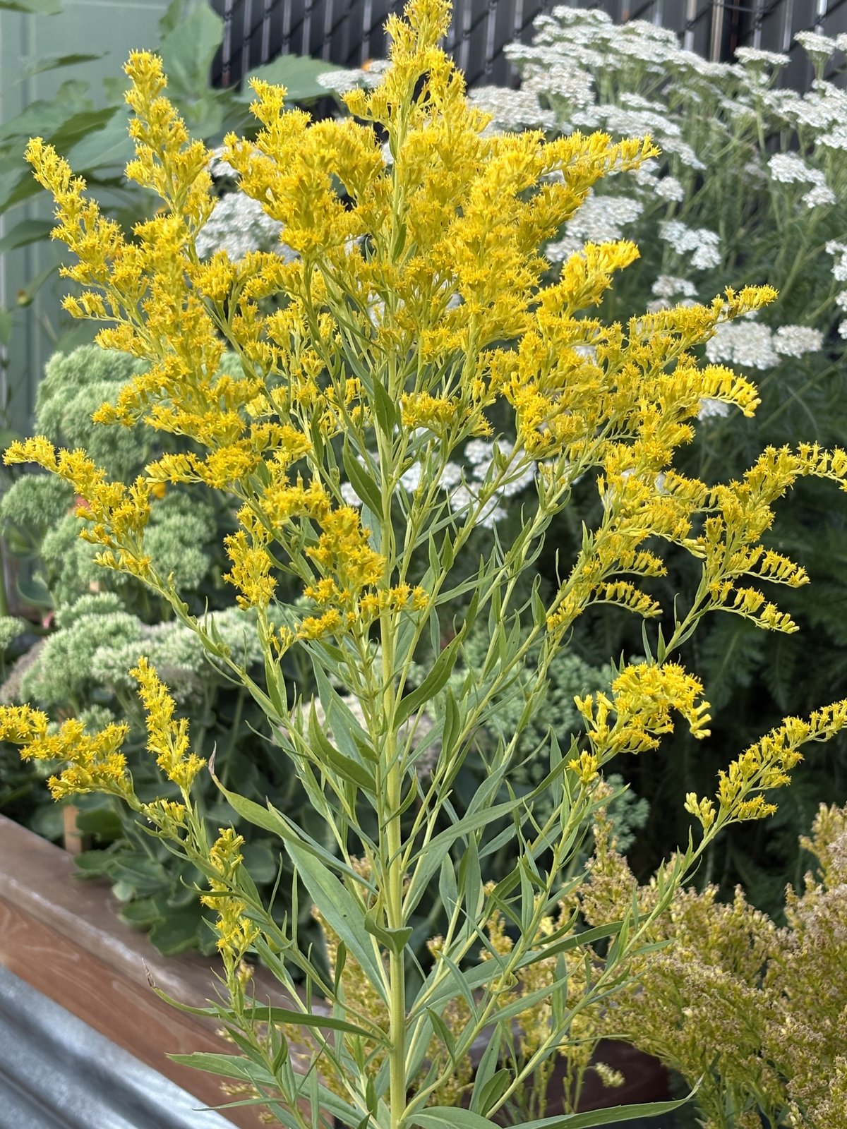 Goldenrod in full yellow bloom above the raised beds, with yarrow behind it