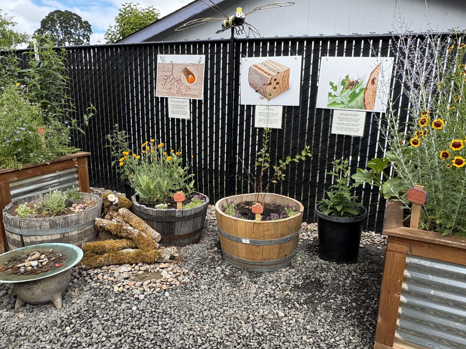 Barrel planters and interpretive signs about native bee nesting on the garden fence