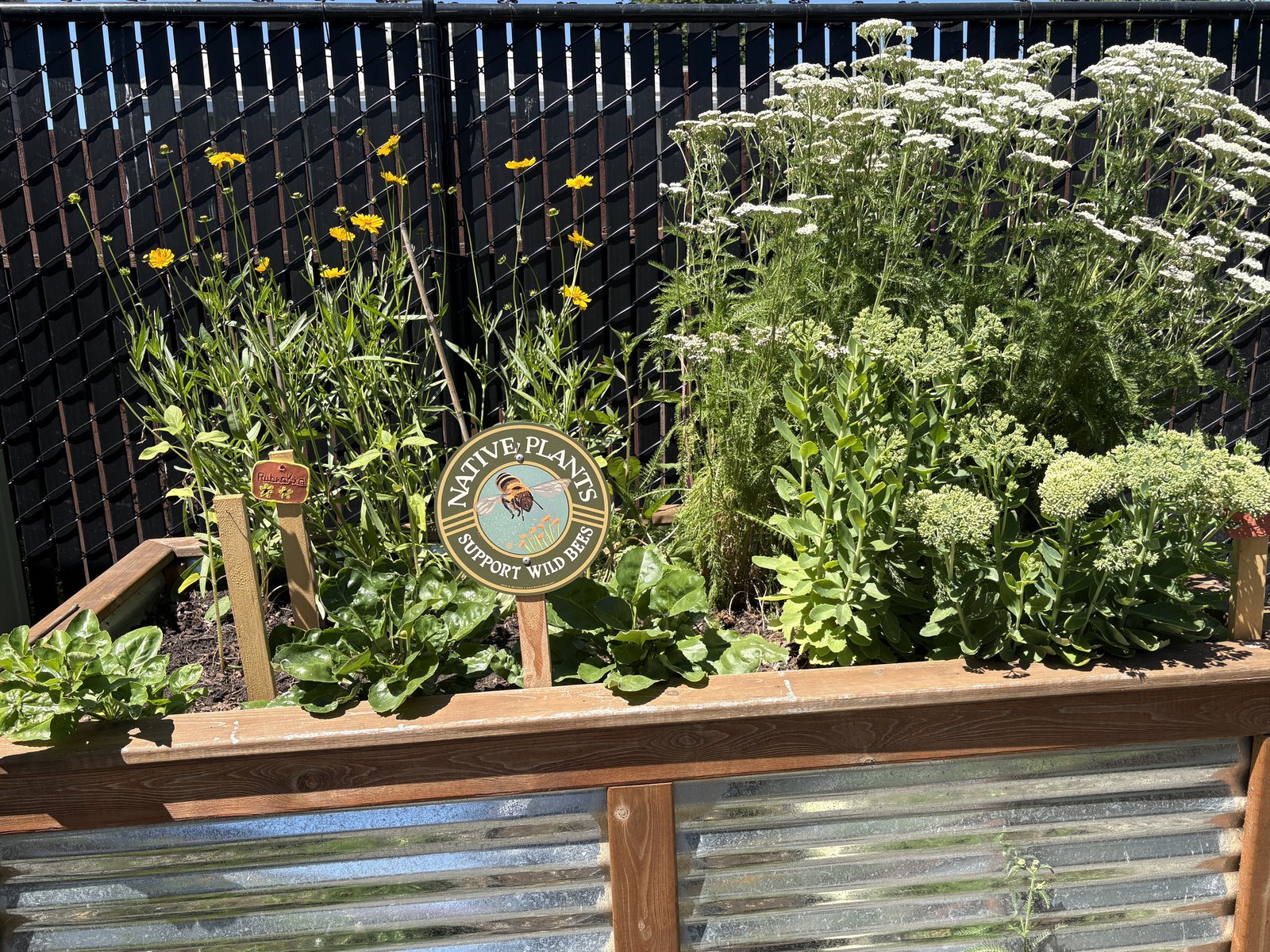 A Native Plants Support Wild Bees sign standing in a raised bed of coreopsis and yarrow