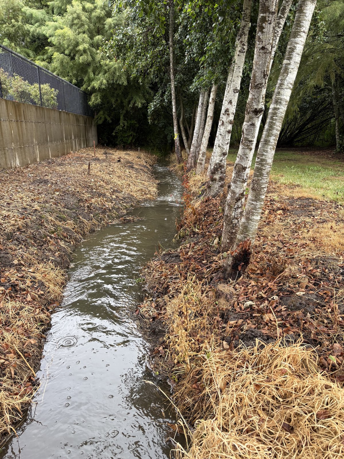 The creek channel running between birches at Hawn Creek Pocket Park