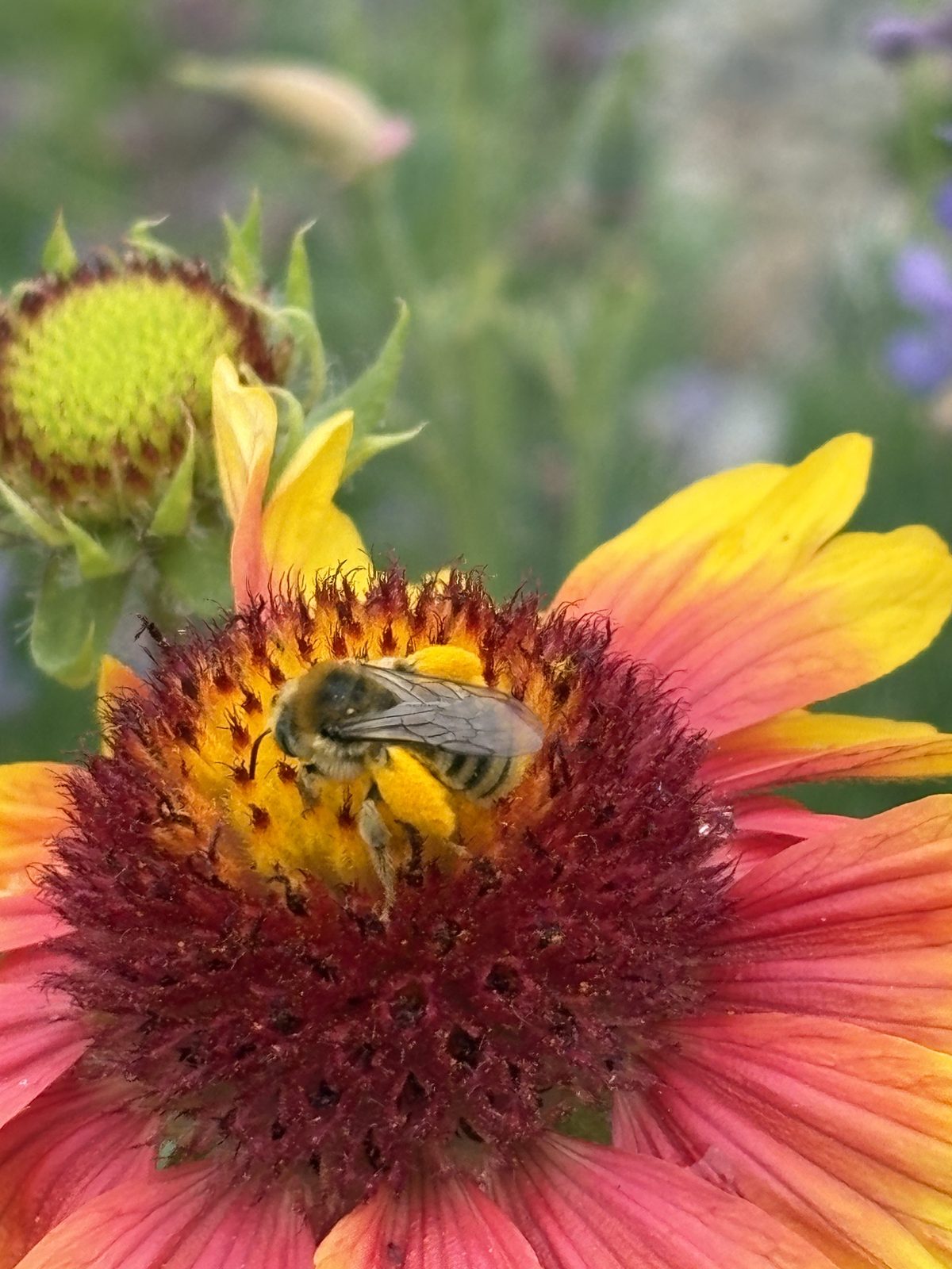 A leafcutter bee dusted in pollen at the center of a blanketflower
