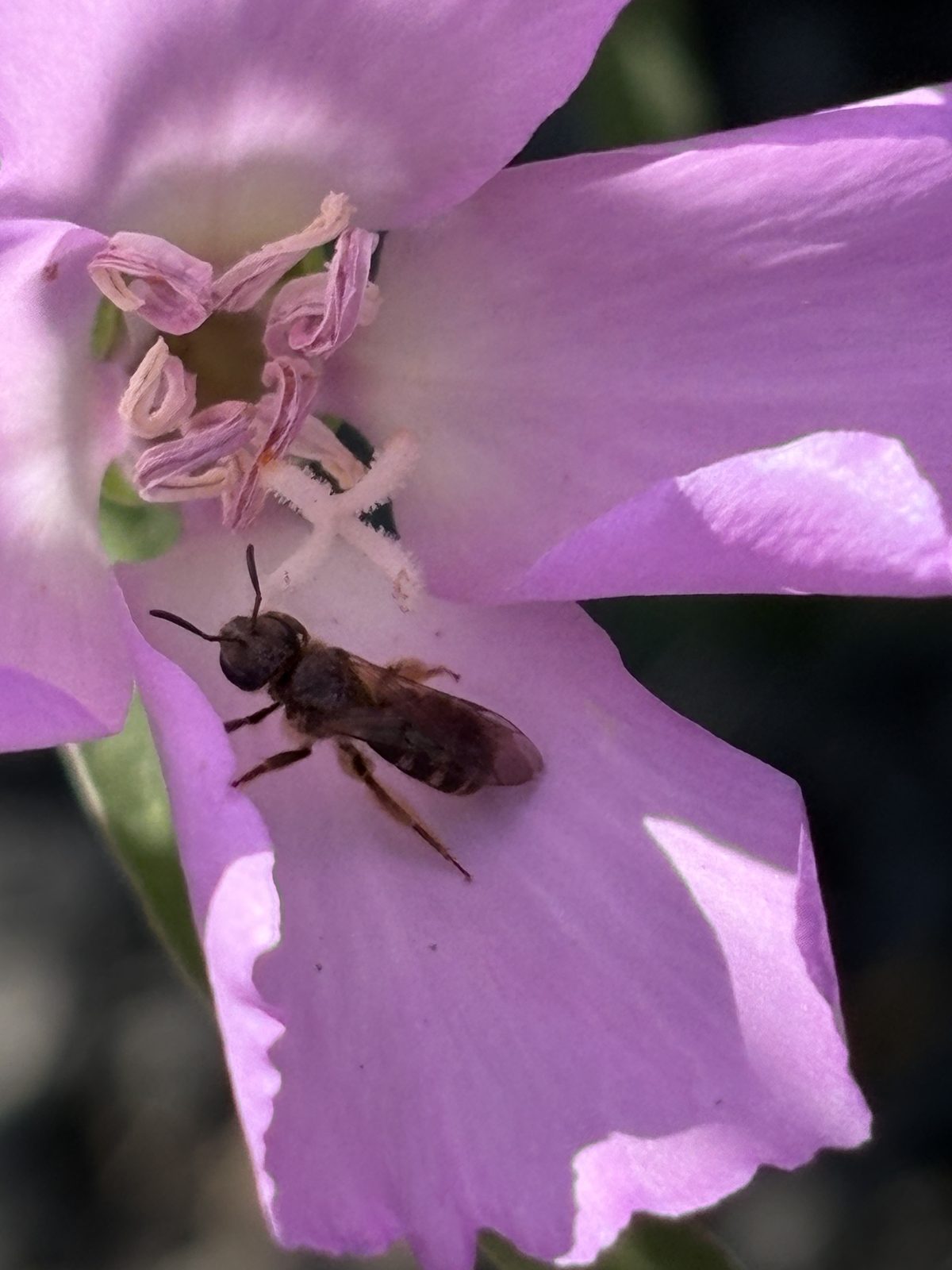 A native bee resting inside the pink petals of a checkermallow bloom