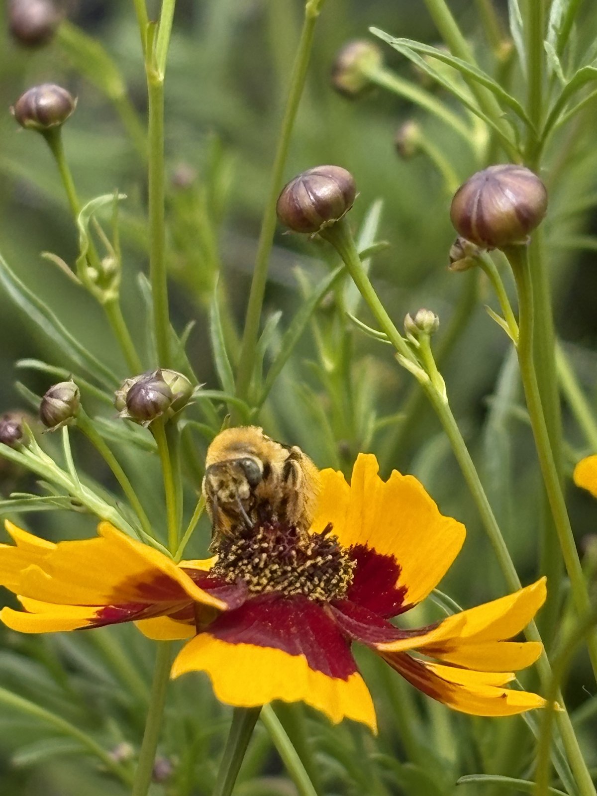 A pollen-covered bee on a yellow and red coreopsis bloom
