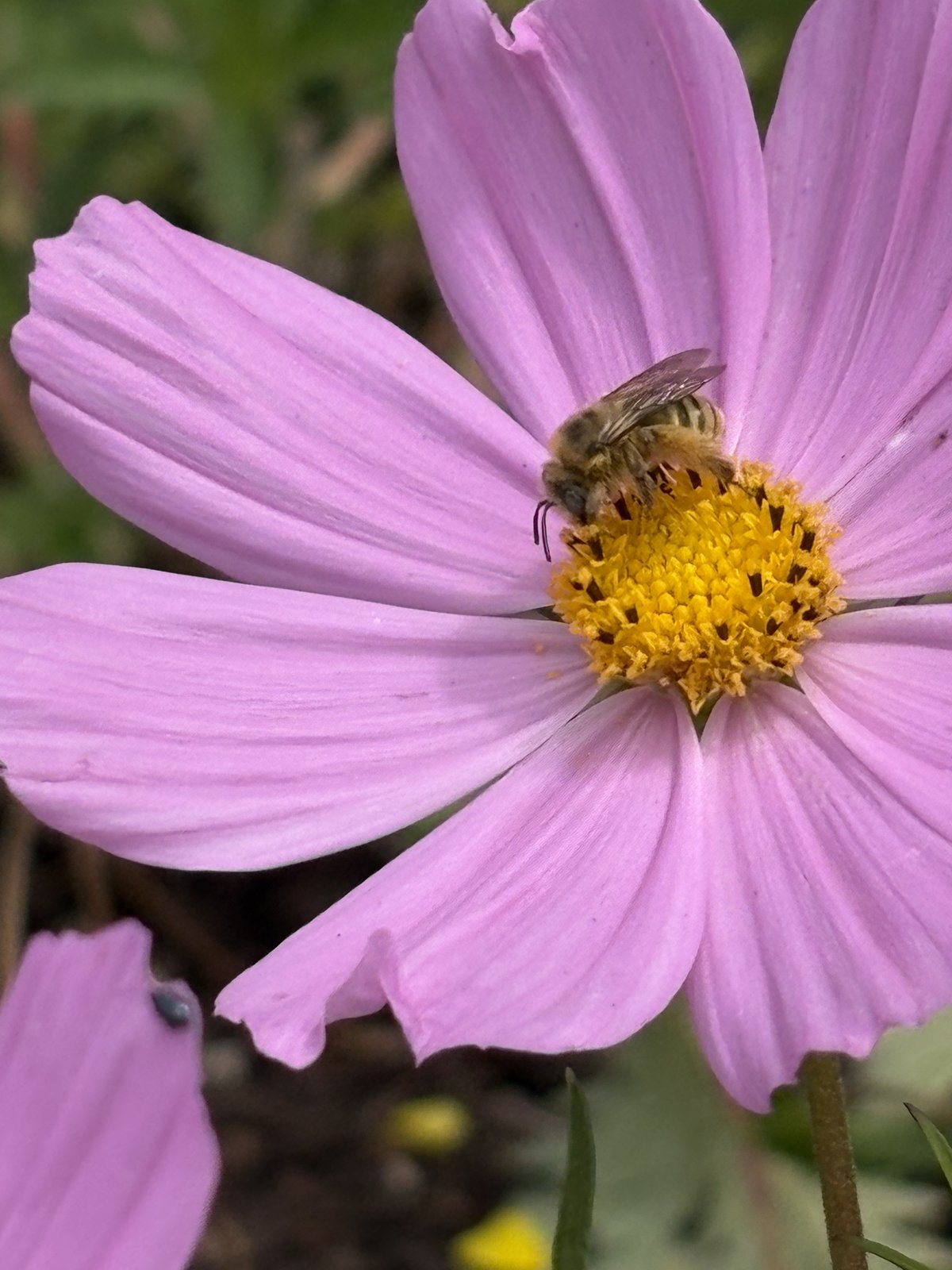 A honey bee working the yellow center of a pink cosmos flower