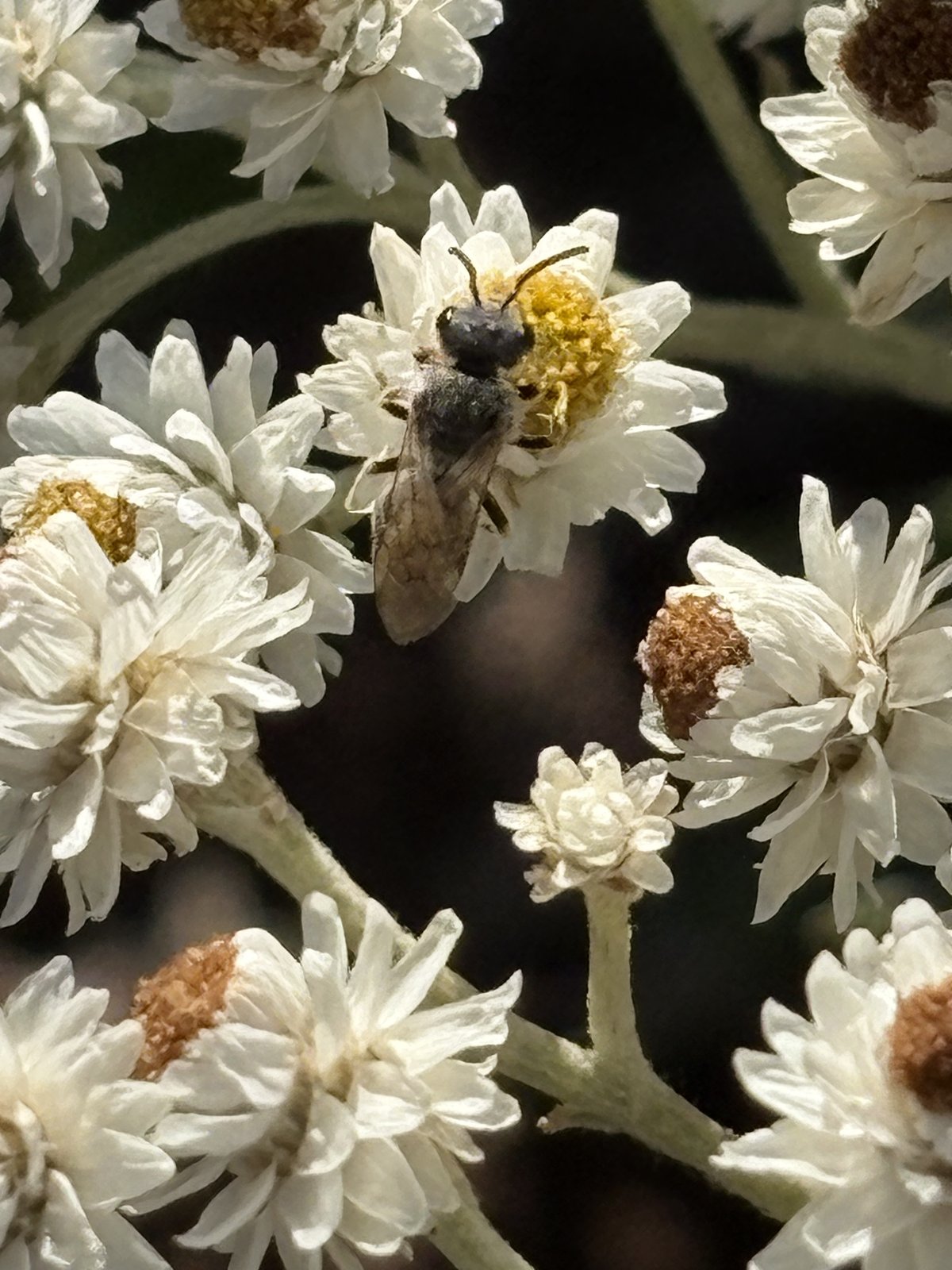 A native bee on the white woolly blooms of pearly everlasting