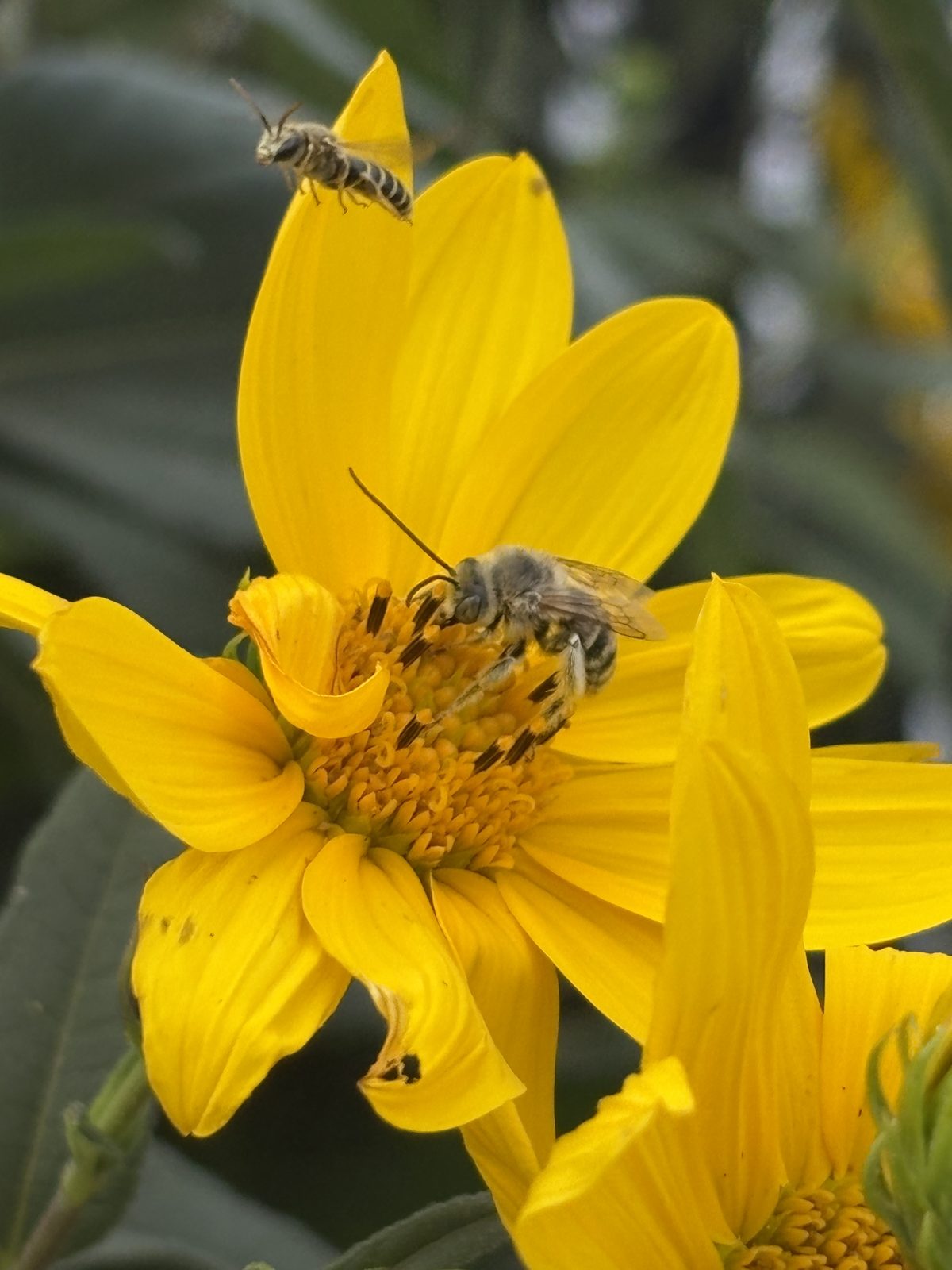 Two long-horned bees on a yellow sunflower, one landing