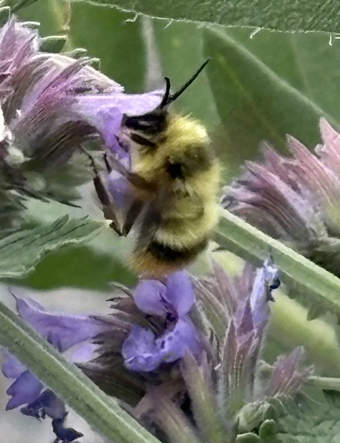 A bumblebee heavy with pollen on a spike of purple blooms