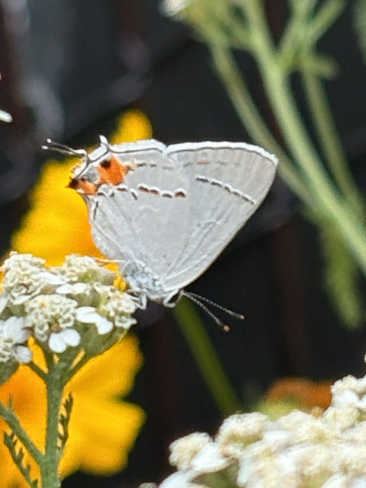 A gray hairstreak butterfly resting on white yarrow flowers