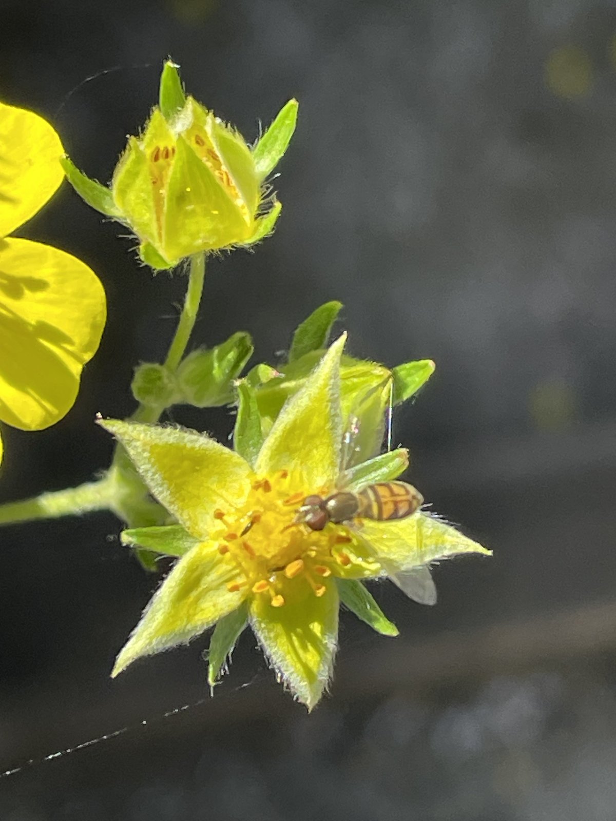 A striped hoverfly on the yellow star-shaped bloom of a cinquefoil