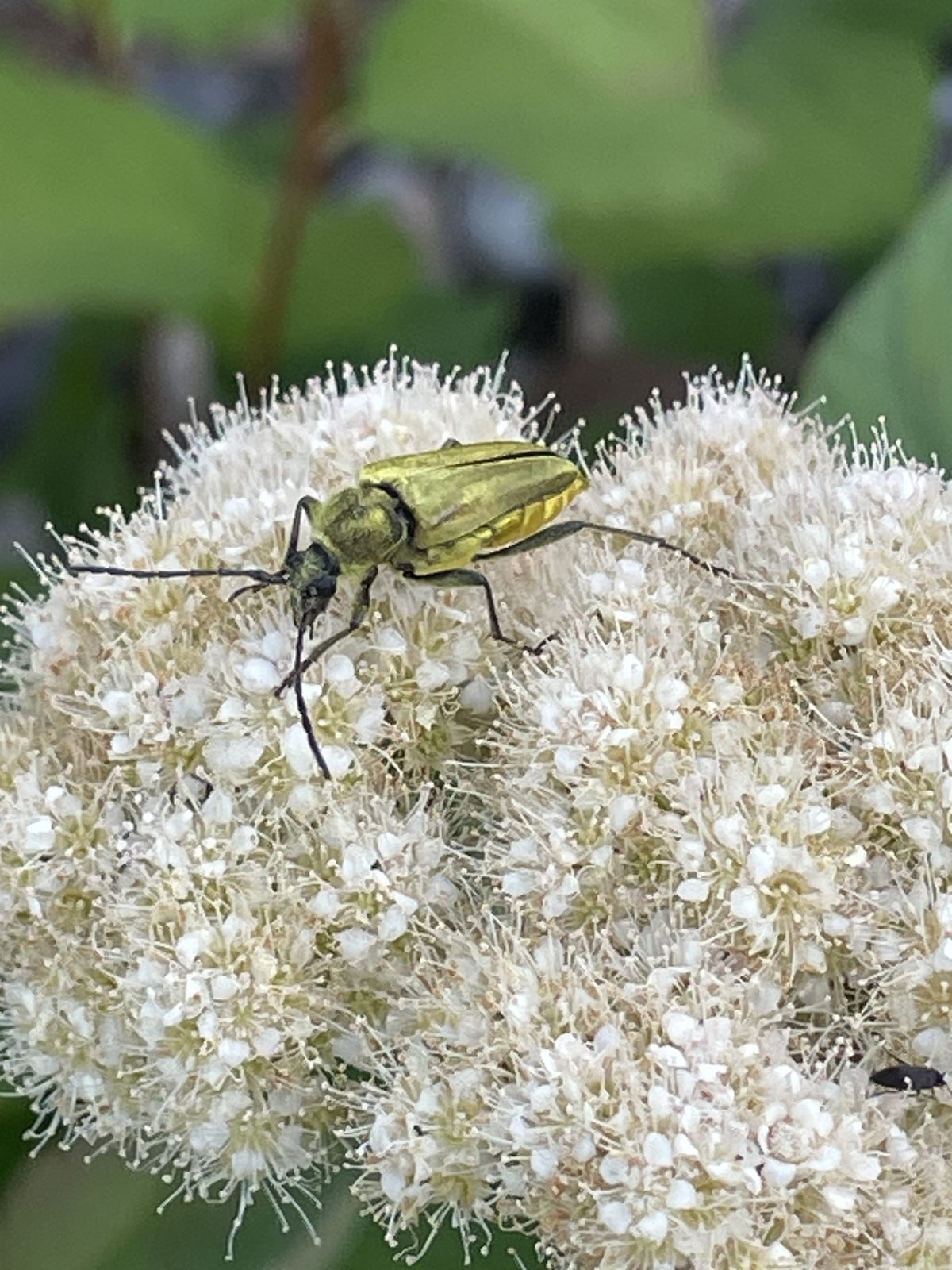 A golden longhorn beetle on a white cluster of oceanspray flowers