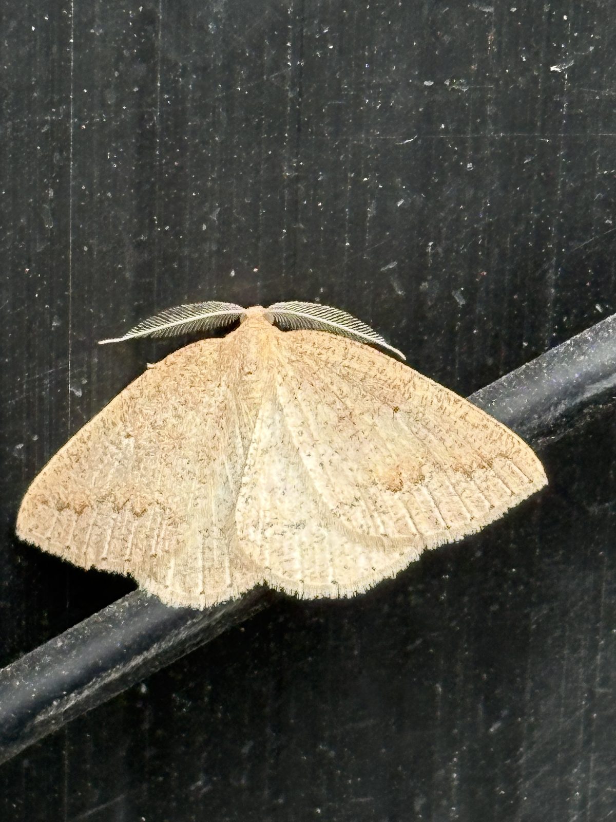 A pale moth with feathered antennae resting on a dark fence rail
