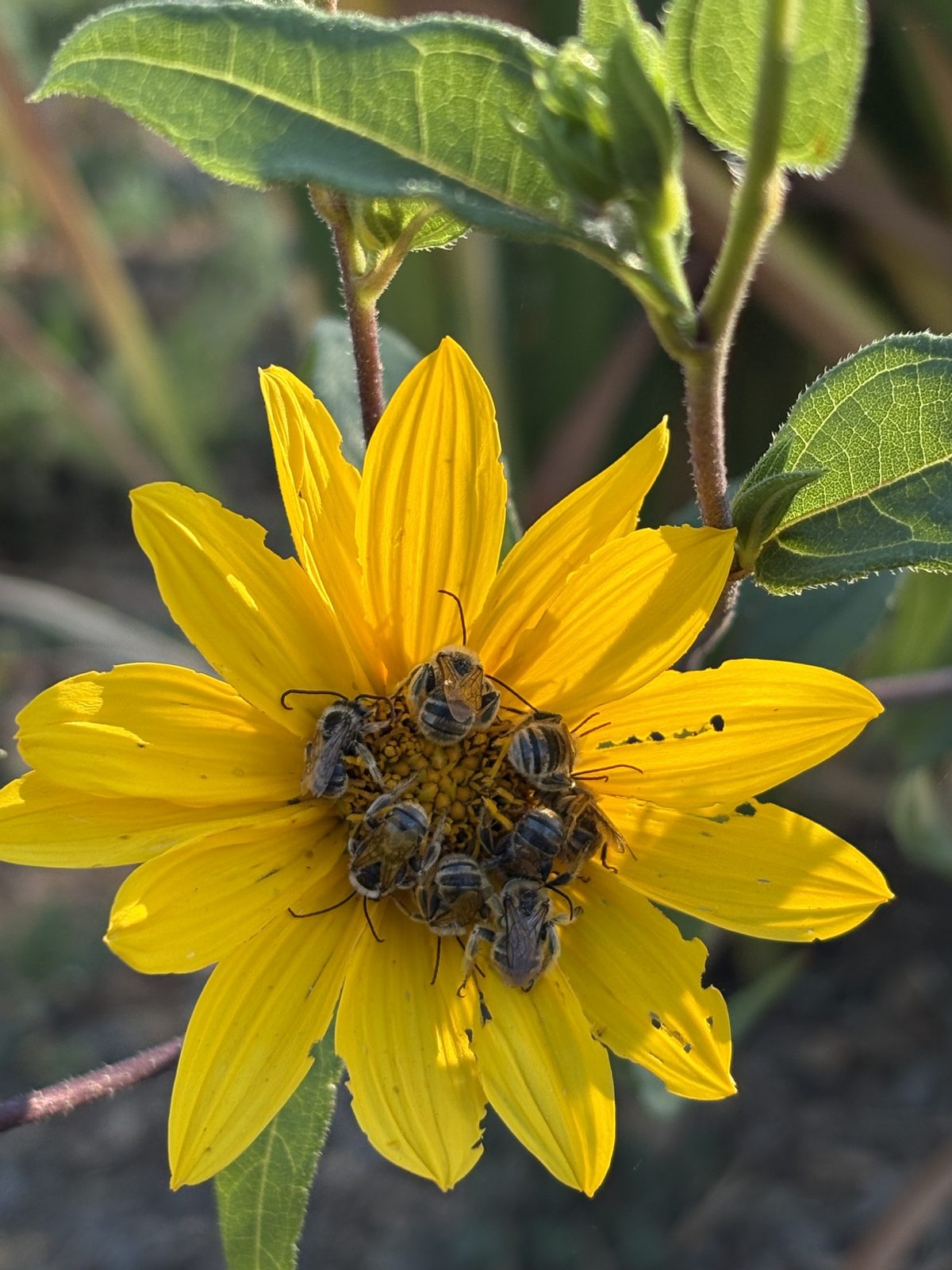 A cluster of honey bees packed onto the center of a sunflower