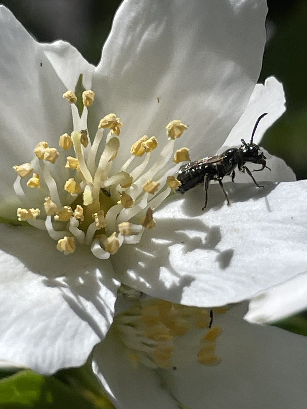 A dark native wasp walking across the white petals of a mock orange blossom