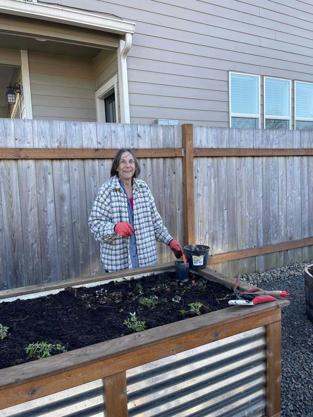 A volunteer setting a nursery pot into freshly turned soil in a raised bed
